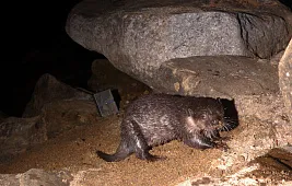 Какая фотоловушка лучше