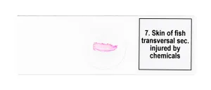 Набор микропрепаратов Levenhuk Discovery Prof DPS 25. «Биология, Птицы и др.», изображение 9