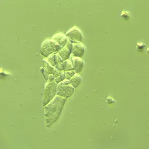 Устройство MAGUS HCM360 для работы методом контраста Хоффмана с набором объективов, изображение 14