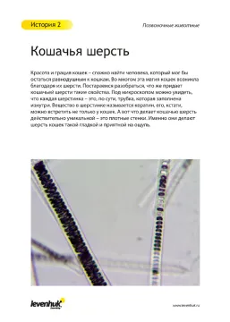 Набор микропрепаратов Levenhuk N80 NG «Увидеть все!», изображение 21