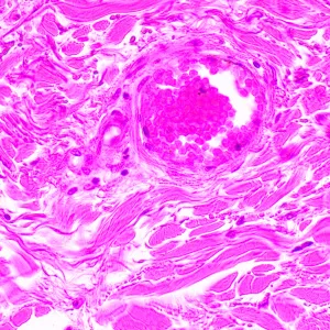 Микроскоп биологический MAGUS Bio 290T, изображение 24