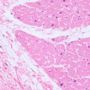 Микроскоп биологический цифровой MAGUS Bio D230TL LCD, изображение 29