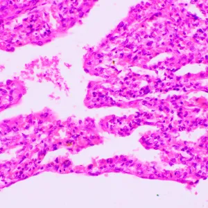 Микроскоп биологический MAGUS Bio 270T, изображение 23