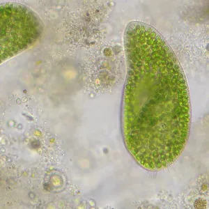 Микроскоп Bresser Researcher Trino, изображение 14