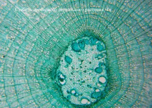 Видеоокуляр ToupCam 0,8 Мпикс (UHCCD00800KPA), изображение 4