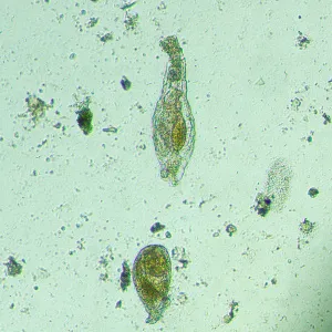 Микроскоп биологический инвертированный цифровой MAGUS Bio VD300, изображение 19