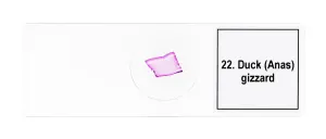 Набор микропрепаратов Levenhuk Discovery Prof DPS 25. «Биология, Птицы и др.», изображение 11