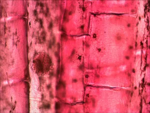 Набор микропрепаратов Levenhuk N80 NG «Увидеть все!», изображение 13